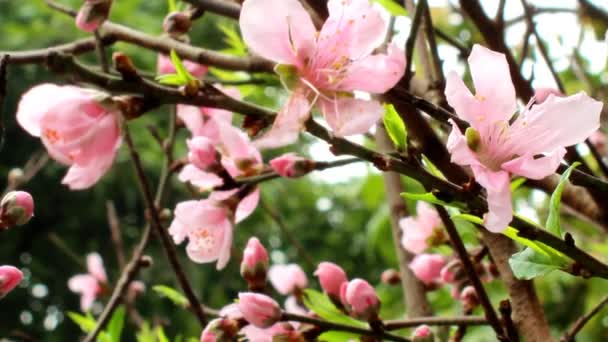 桃の花が咲く — ストック動画